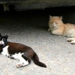 Бродячие кошки (Фото: Пеэтер ЛИЛЛЕВЯЛИ/АРХИВ)