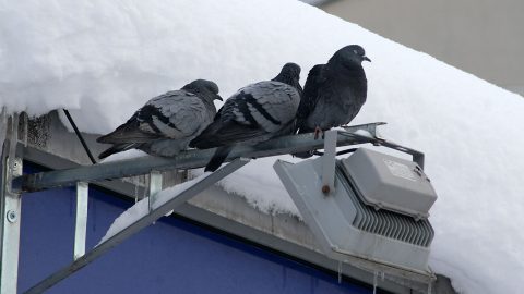 Ярвеской гимназии досаждают голуби, которые гнездятся под крышей школьного здания и оставляют там сор и экскременты, в связи с чем директор школы обратилась к горуправлению с просьбой помочь закрыть птицам доступ к чердаку. (Фото: Пеэтер ЛИЛЛЕВЯЛИ/АРХИВ)